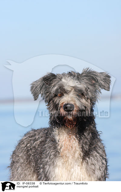 Schafpudel-Border-Collie-Mix Portrait / mongrel portrait / IF-08338