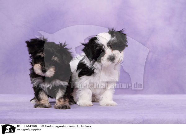 Yorkshire-Malteser-Mix Welpen / mongrel puppies / JH-14368