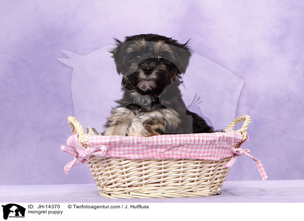 mongrel puppy / JH-14370