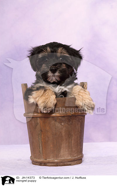 Yorkshire-Malteser-Mix Welpe / mongrel puppy / JH-14373