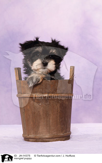 mongrel puppy / JH-14375
