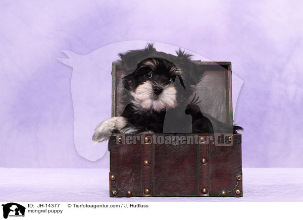 mongrel puppy / JH-14377