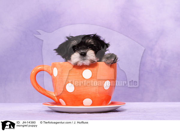 mongrel puppy / JH-14380