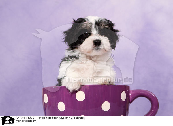 mongrel puppy / JH-14382