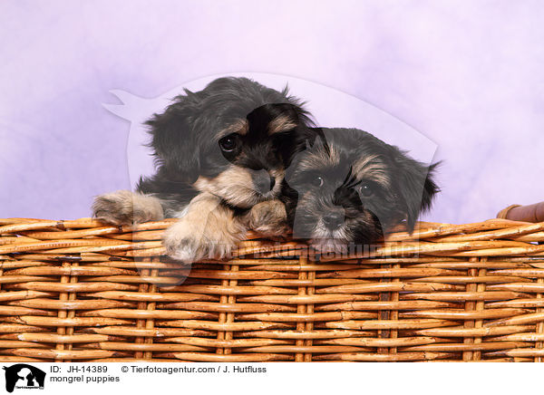 mongrel puppies / JH-14389