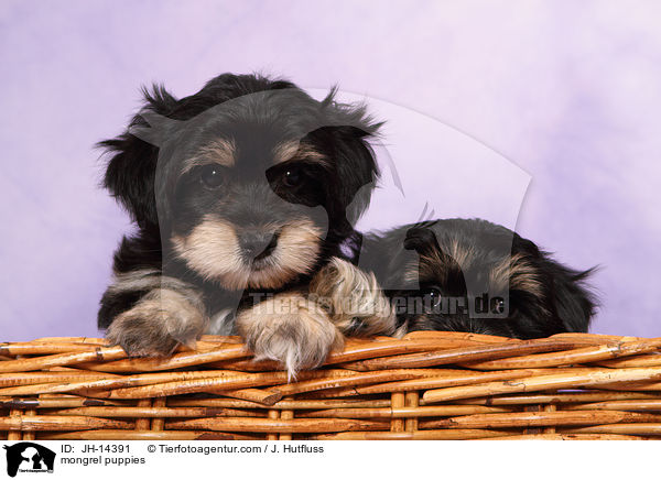 mongrel puppies / JH-14391