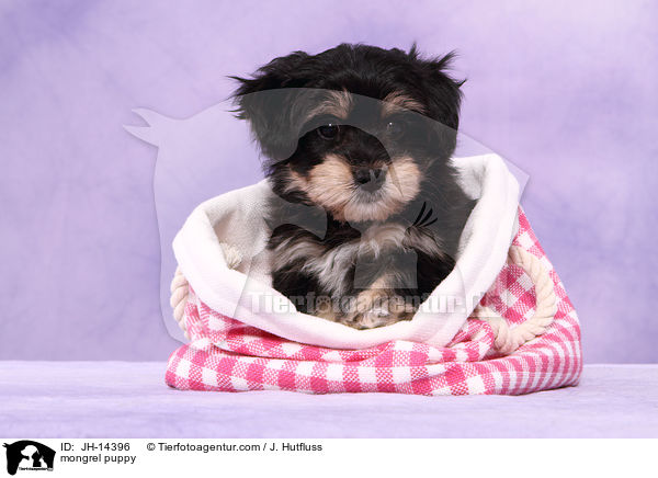 Yorkshire-Malteser-Mix Welpe / mongrel puppy / JH-14396