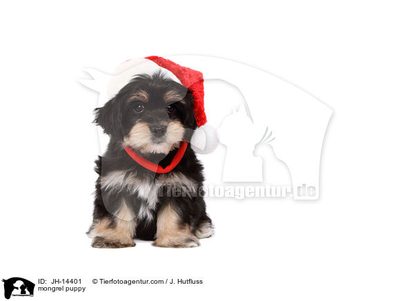 mongrel puppy / JH-14401