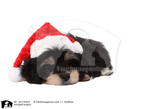 mongrel puppy / JH-14403