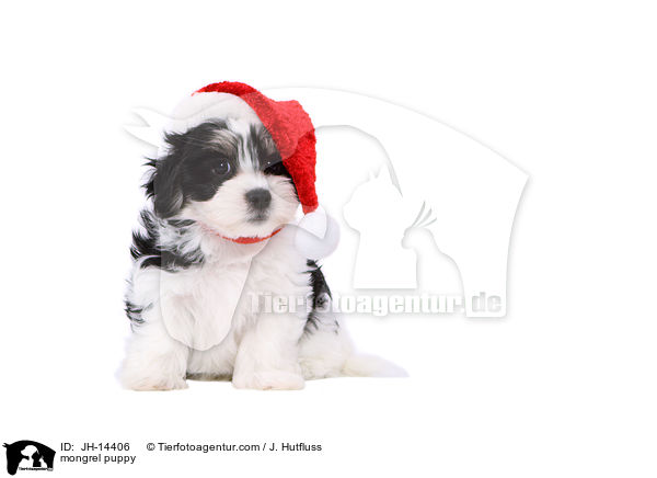 mongrel puppy / JH-14406