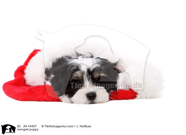 mongrel puppy / JH-14407