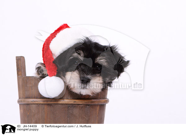 mongrel puppy / JH-14409