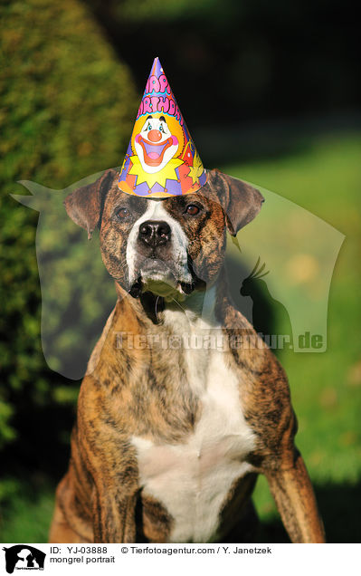 mongrel portrait / YJ-03888