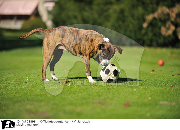spielender Boxer-Mix / playing mongrel / YJ-03898
