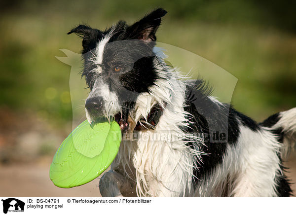 playing mongrel / BS-04791