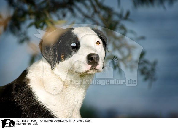 Mischling Portrait / mongrel portrait / BS-04806