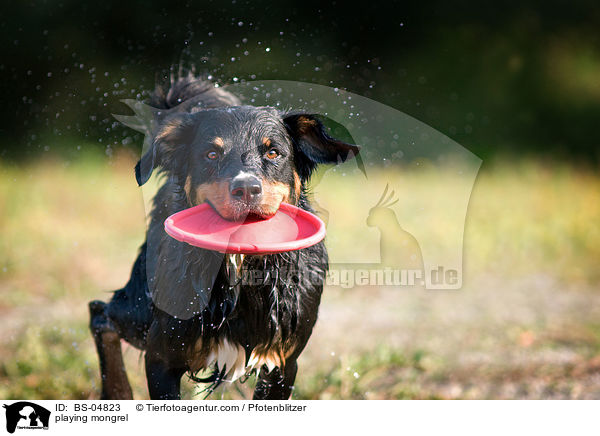 playing mongrel / BS-04823
