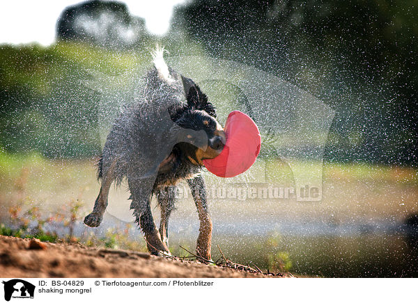 shaking mongrel / BS-04829