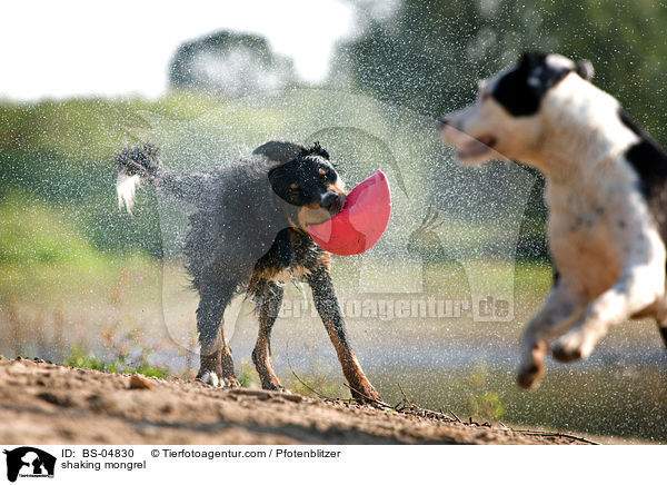 shaking mongrel / BS-04830