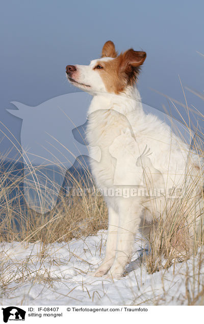 sitzender Border-Collie-Mix / sitting mongrel / IF-08407