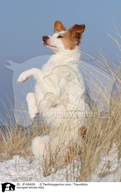 Border-Collie-Mix macht Mnnchen / mongrel shows trick / IF-08409