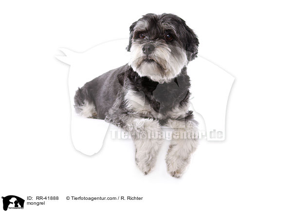 Mischling / mongrel / RR-41888