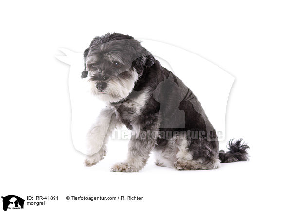 Mischling / mongrel / RR-41891
