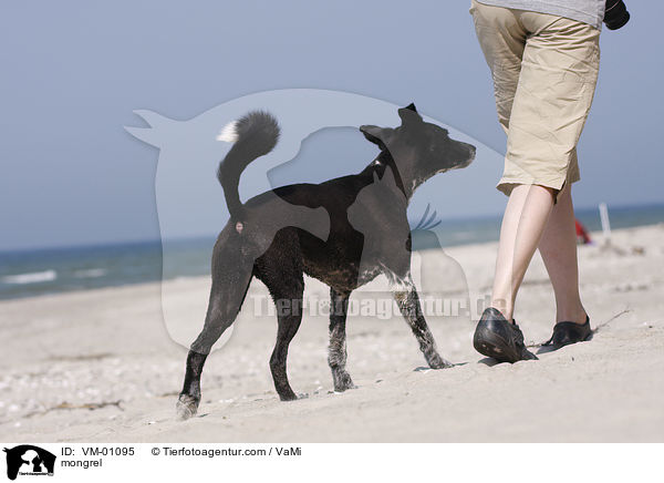 mongrel / VM-01095