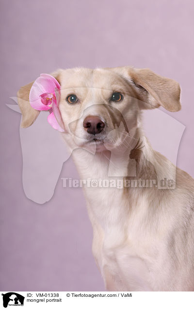 mongrel portrait / VM-01338