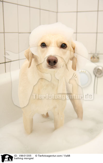 badender Mischling / bathing mongrel / VM-01355