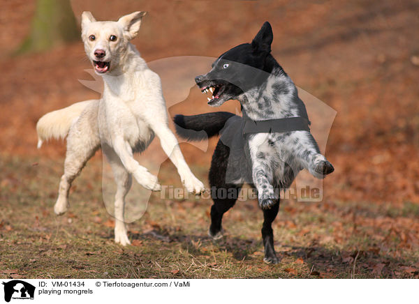 playing mongrels / VM-01434