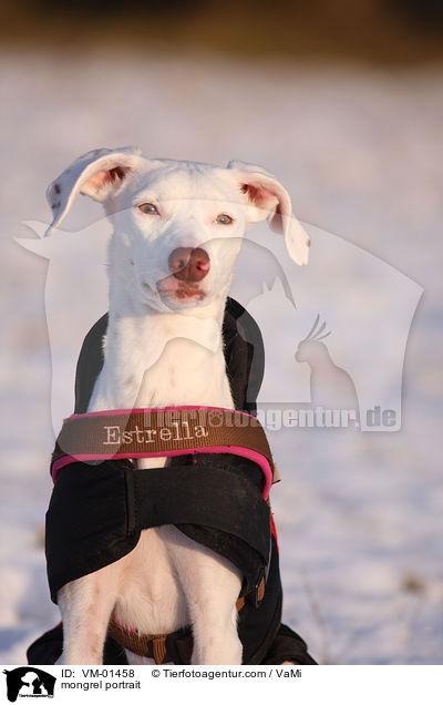 Mischling Portrait / mongrel portrait / VM-01458