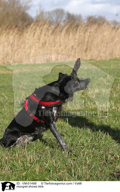 Mischling zeigt Trick / mongrel shows trick / VM-01488