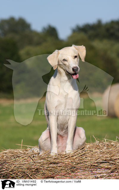 sitzender Mischling / sitting mongrel / VM-01492