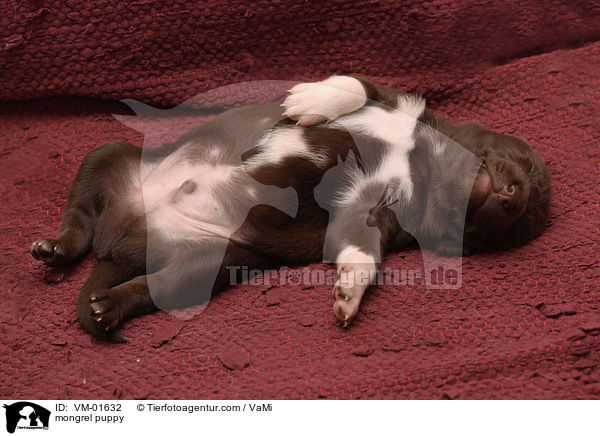 Mischling Welpe / mongrel puppy / VM-01632