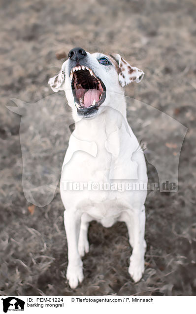 bellender Mischling / barking mongrel / PEM-01224