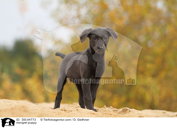 mongrel puppy / DG-04773