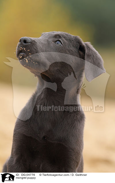 mongrel puppy / DG-04776