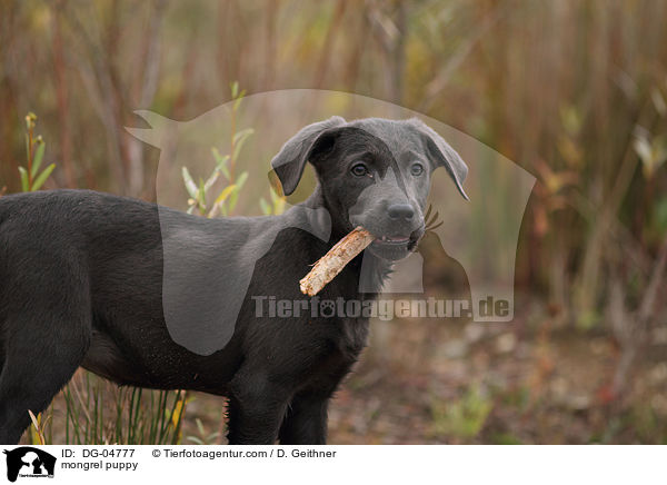 mongrel puppy / DG-04777