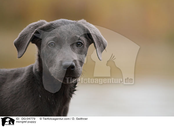mongrel puppy / DG-04779