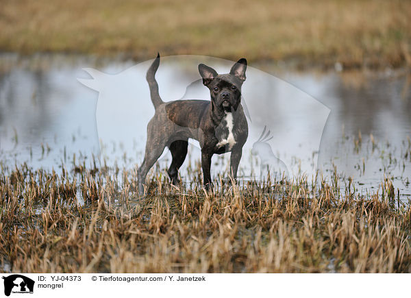 Mischling / mongrel / YJ-04373