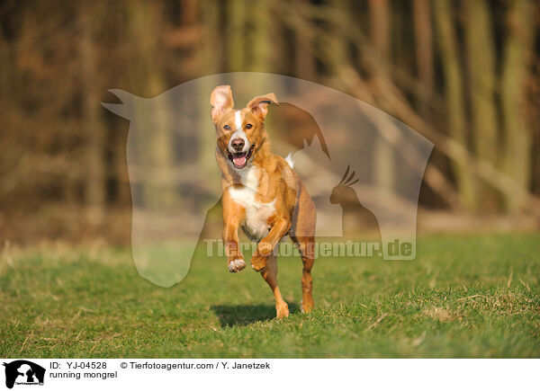 running mongrel / YJ-04528