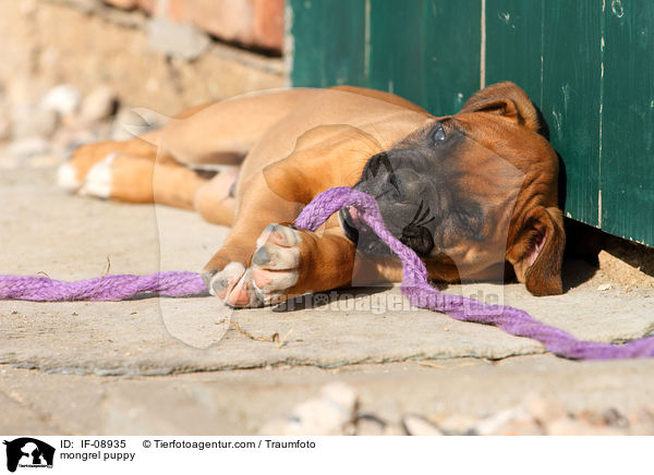 mongrel puppy / IF-08935