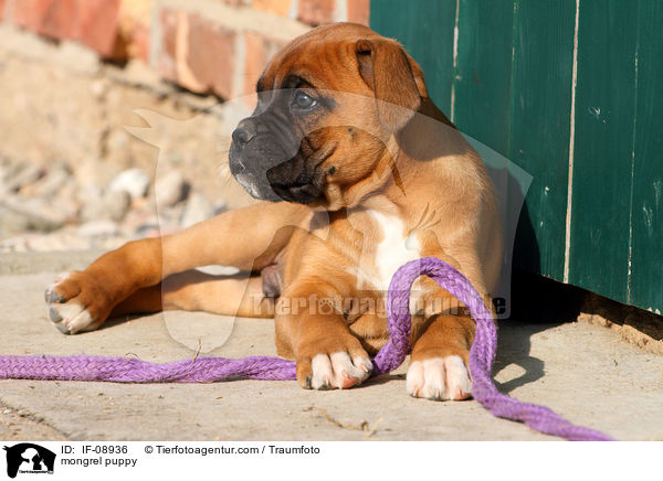 mongrel puppy / IF-08936