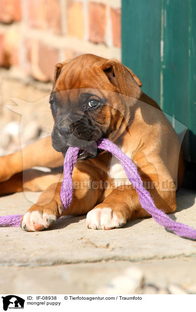 mongrel puppy / IF-08938