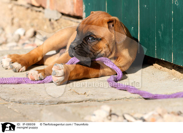 mongrel puppy / IF-08939