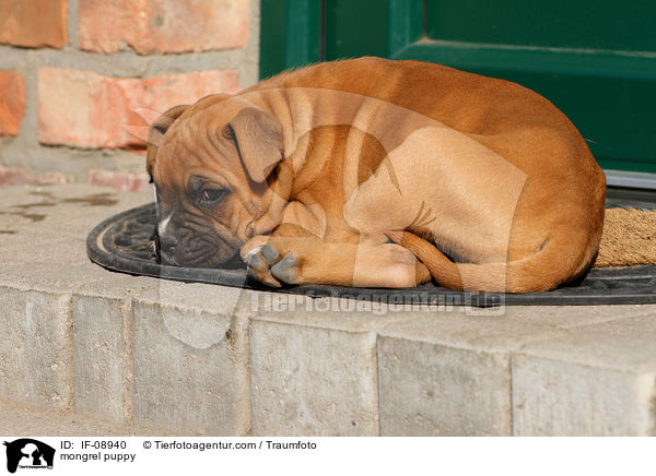 mongrel puppy / IF-08940