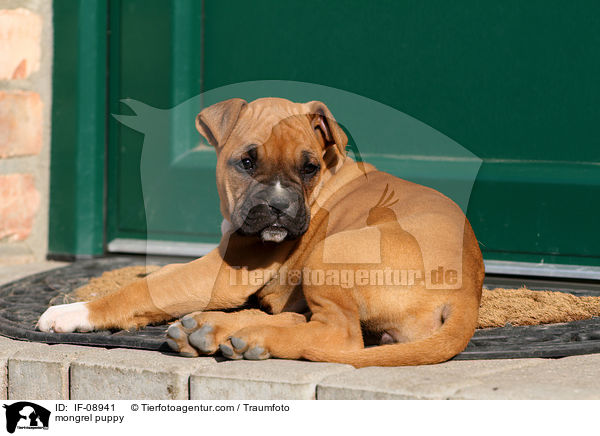 mongrel puppy / IF-08941