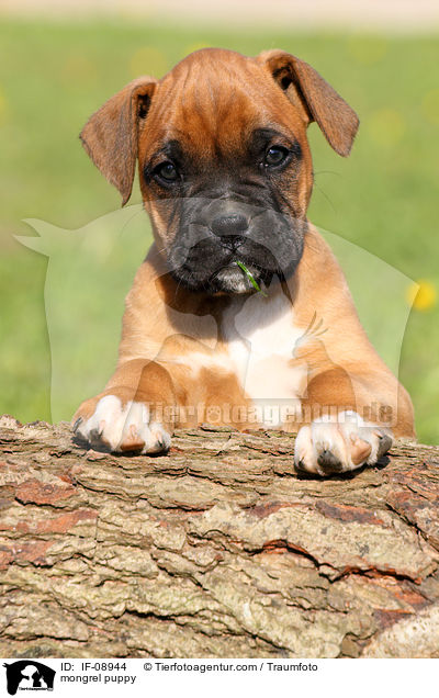 mongrel puppy / IF-08944