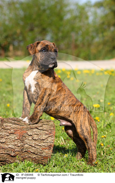 mongrel puppy / IF-08946